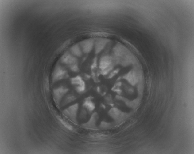 X0000081330729200702082201