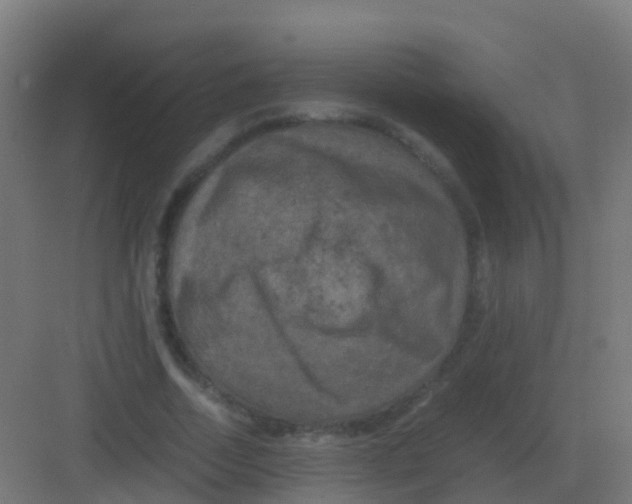 X0000081330730200702082201