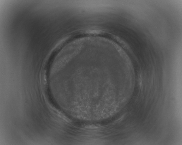 X0000081330731200702082201