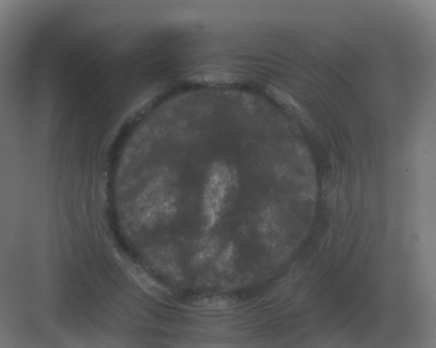 X0000081330735200702082201