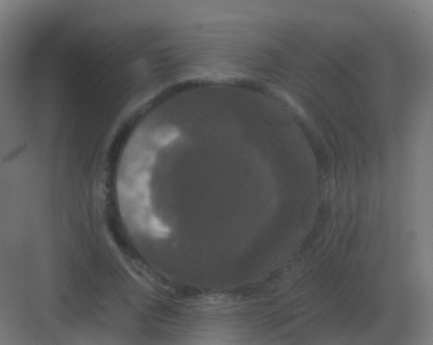 X0000081330736200702082201