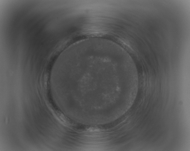 X0000081330742200702082201