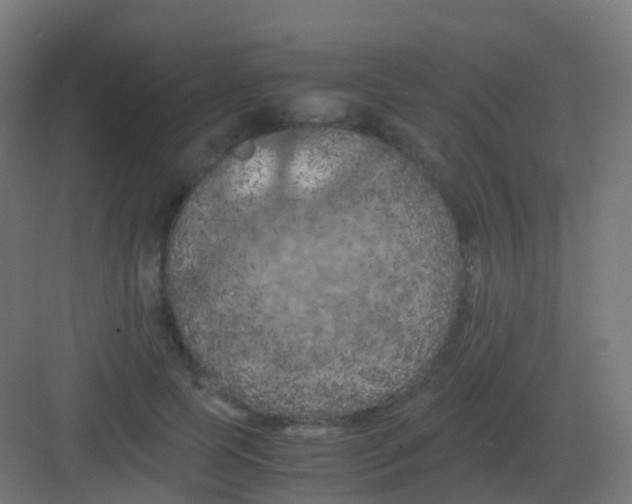 X0000081330745200702082202