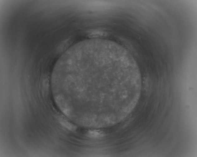 X0000081330753200702082202