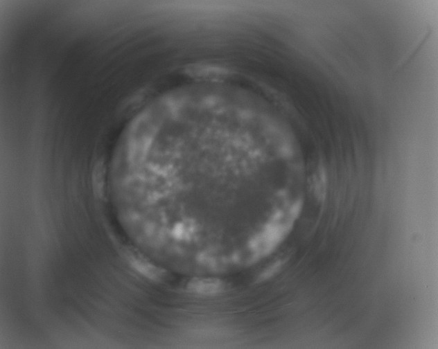 X0000081330767200702082202