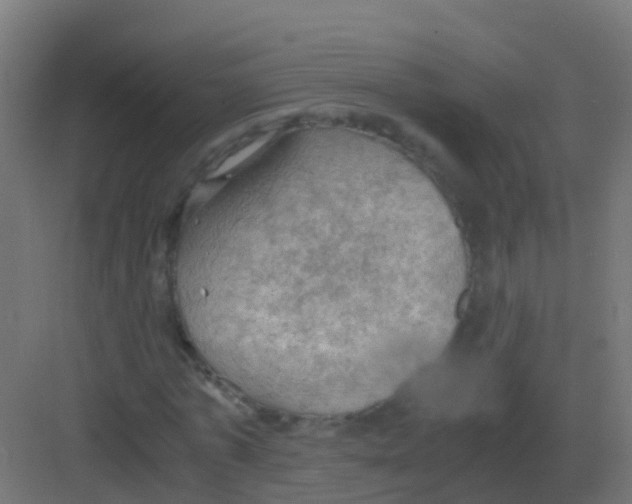 X0000081330773200702082201