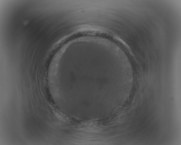 X0000081330775200702082201