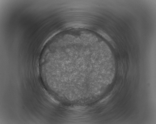 X0000081330782200702082201