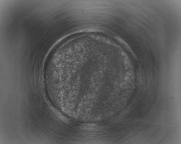 X0000081330784200702082201