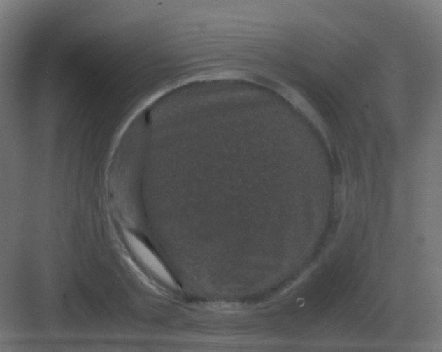 X0000081330789200702082201