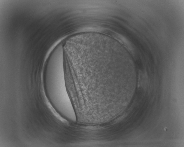 X0000081330796200702082201