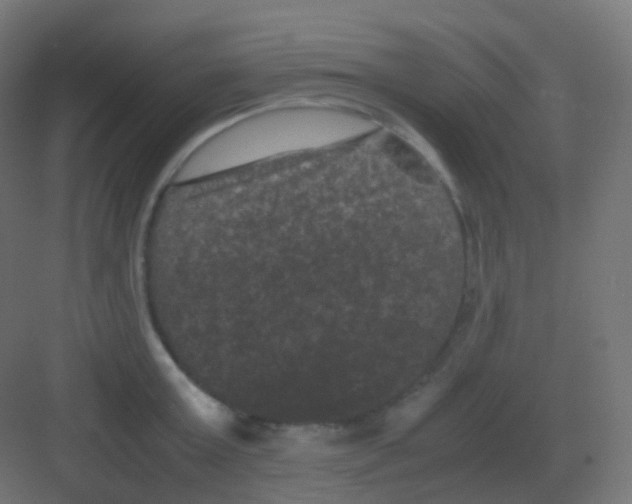 X0000081330803200702082201