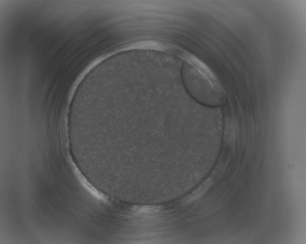 X0000081330808200702082200