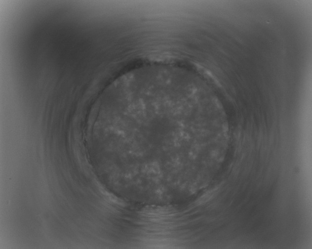 X0000081330817200702082200