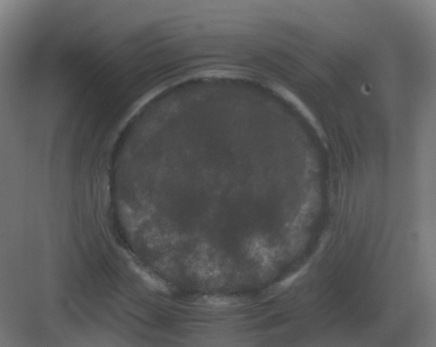 X0000081330829200702082200