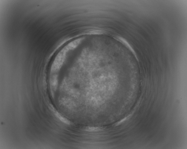 X0000081330835200702082200