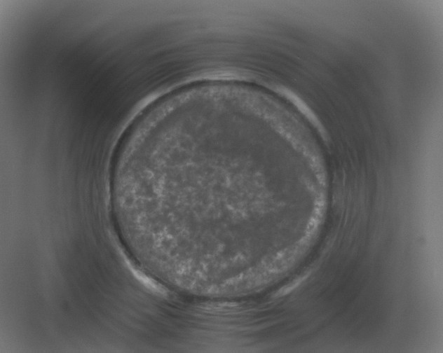 X0000081330837200702082200