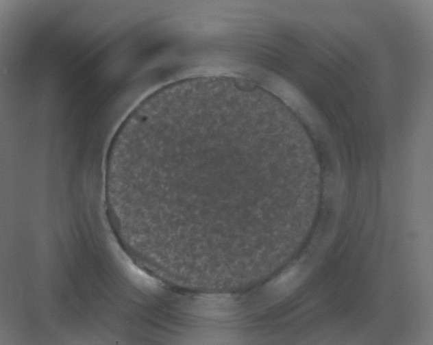 X0000081330844200702082200