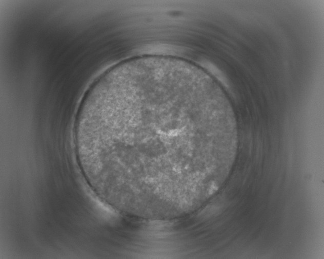 X0000081330848200702082200