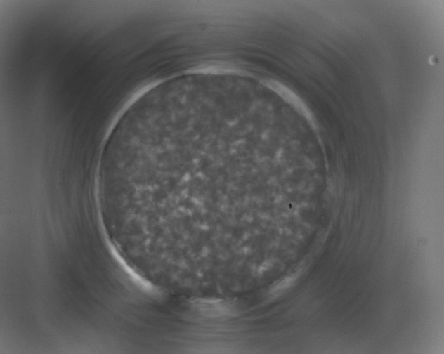 X0000081330855200702082200