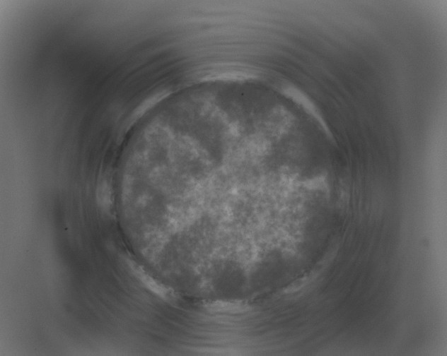 X0000081330874200702082159