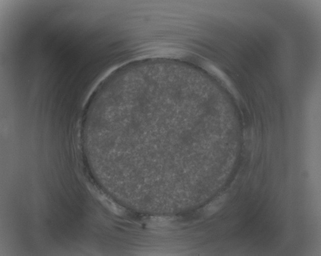 X0000081330875200702082159