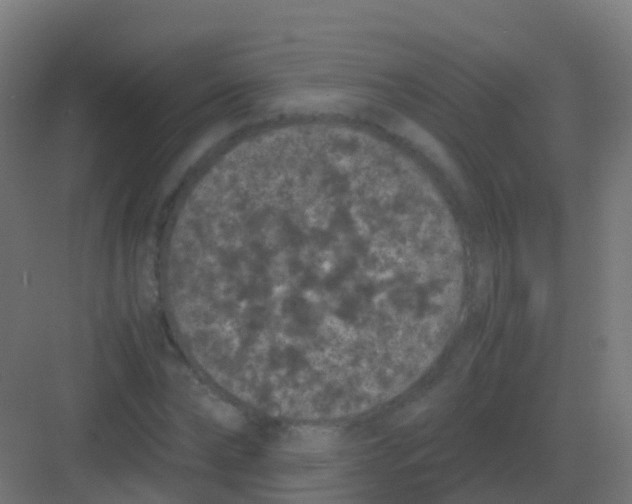 X0000081330878200702082159