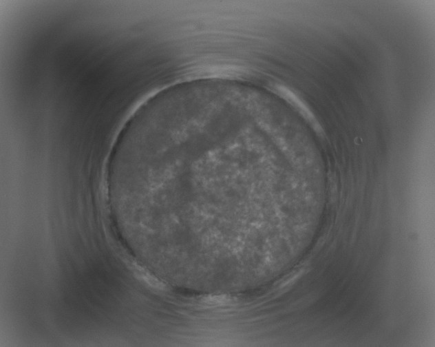 X0000081330883200702082159