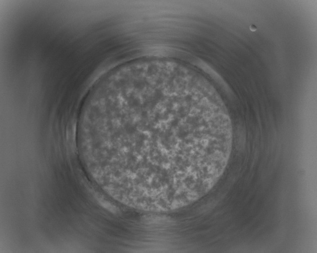 X0000081330886200702082159