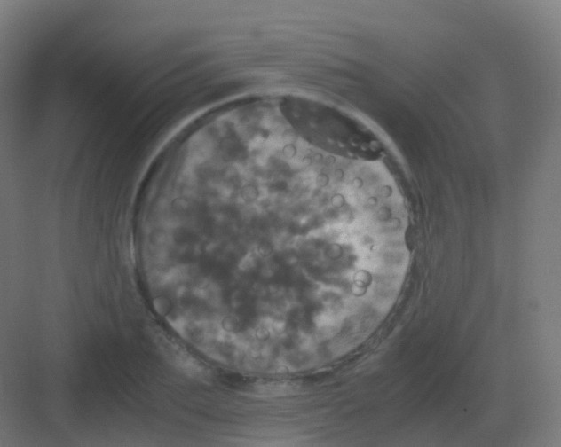 X0000081330887200702082159