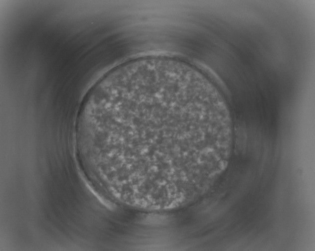 X0000081330890200702082159