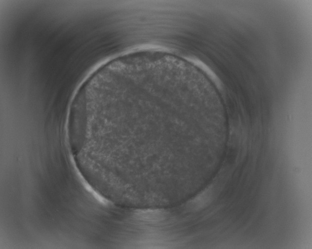 X0000081330902200702082159