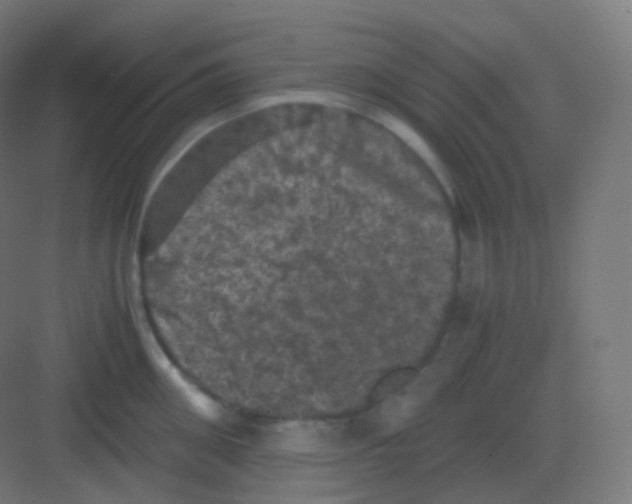 X0000081330906200702082159