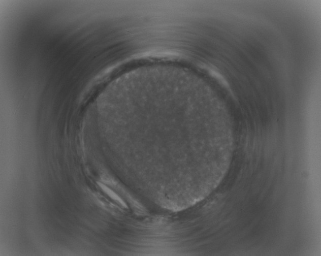 X0000081330920200702082158