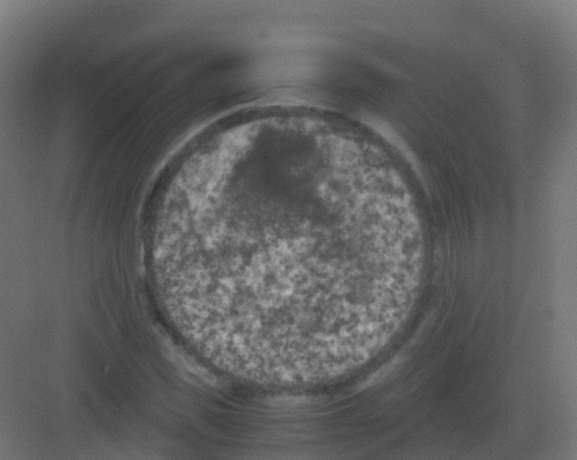 X0000081330925200702082158