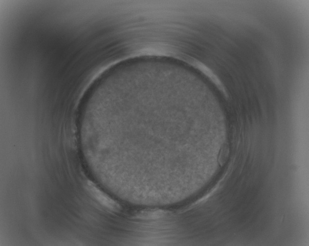 X0000081330926200702082158