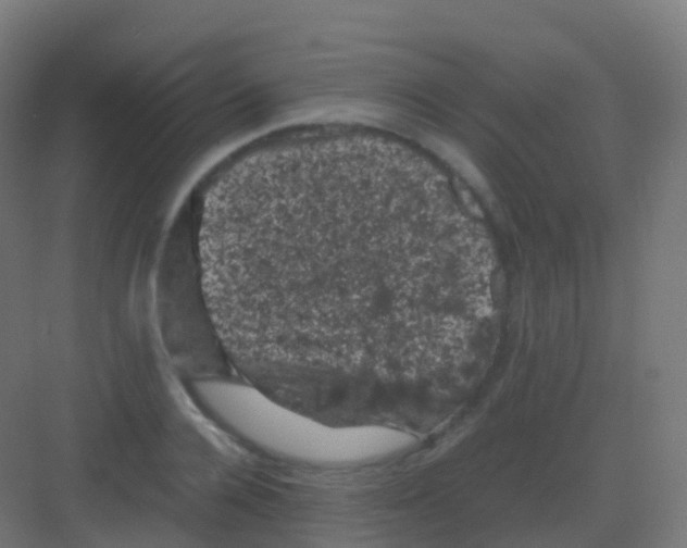 X0000081330936200702082158