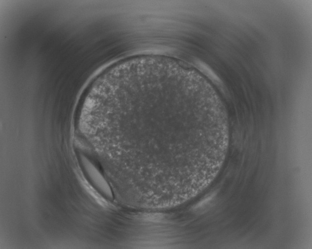 X0000081330940200702082158