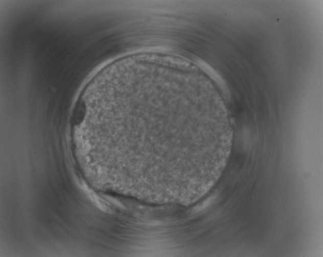 X0000081330956200702082159