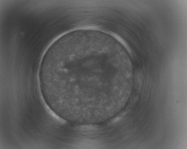 X0000081330959200702082159