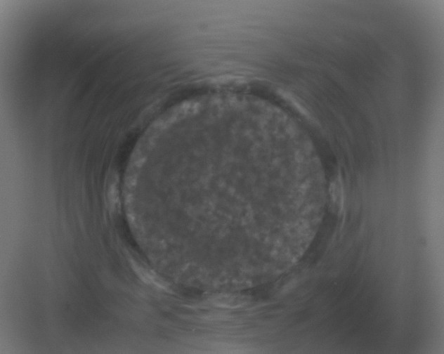 X0000081330963200702082158