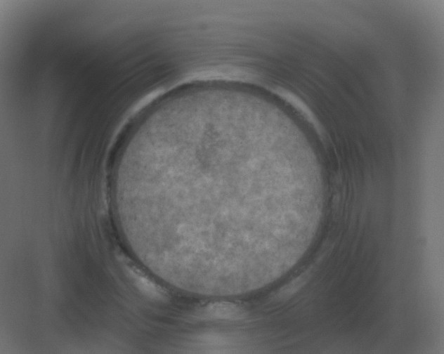 X0000081330974200702082158