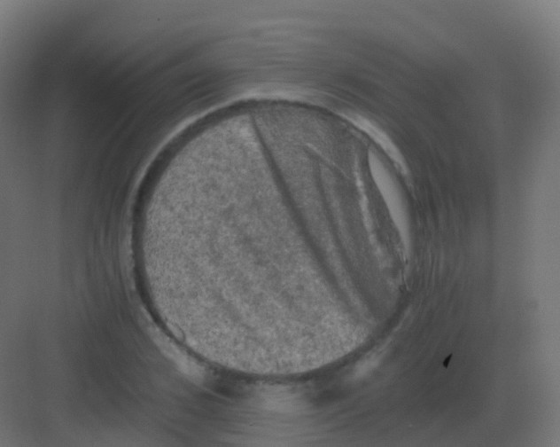 X0000081330976200702082158