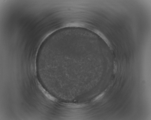 X0000081330980200702082158