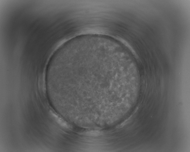 X0000081330982200702082158