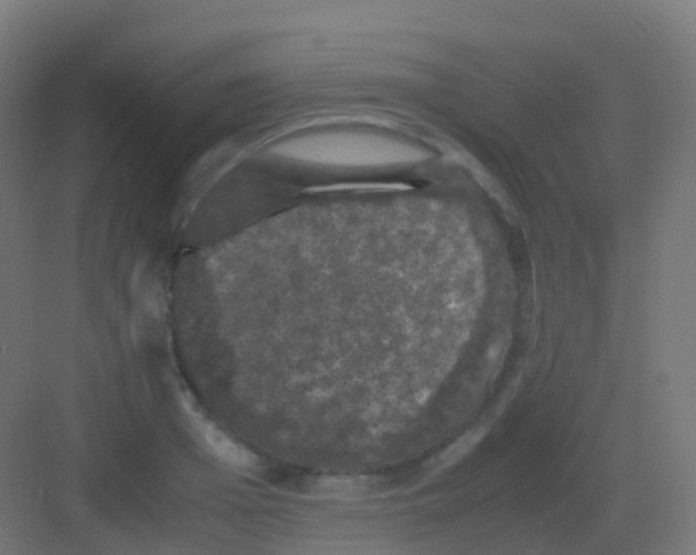 X0000081330985200702082157