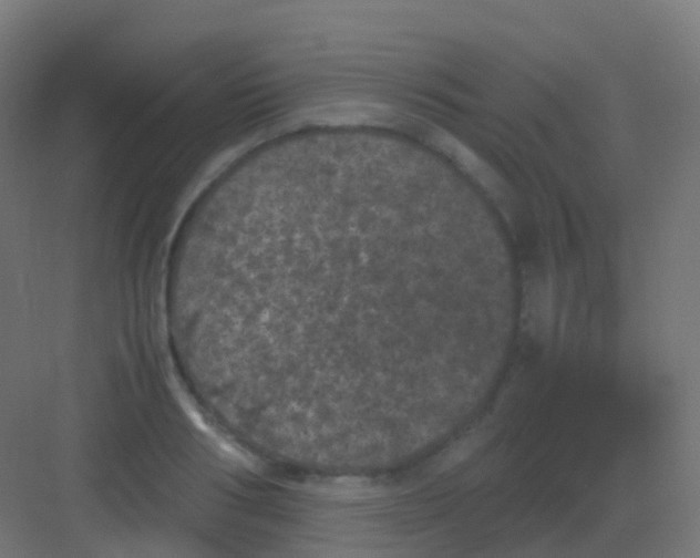 X0000081330986200702082157