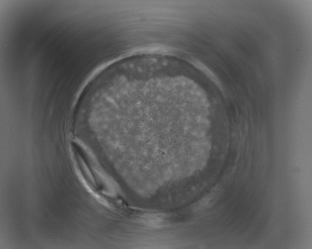 X0000081330989200702082157