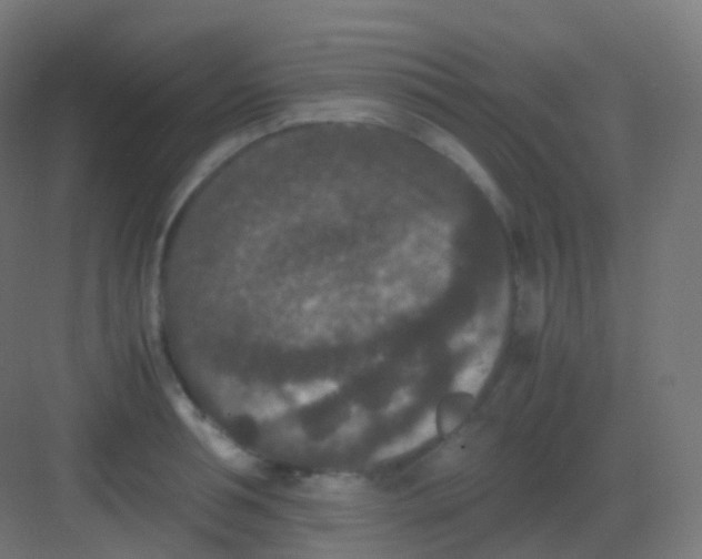 X0000081330994200702082157