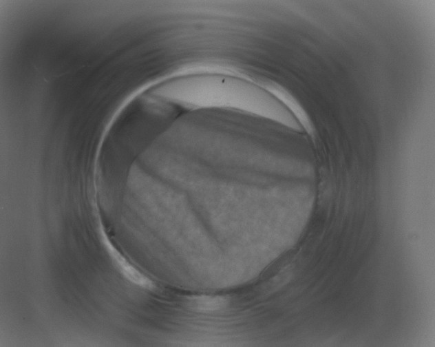 X0000081330996200702082157